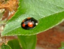bugs_11