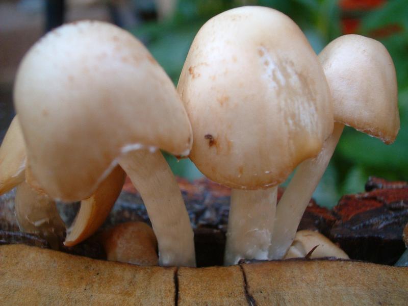 shroom-01