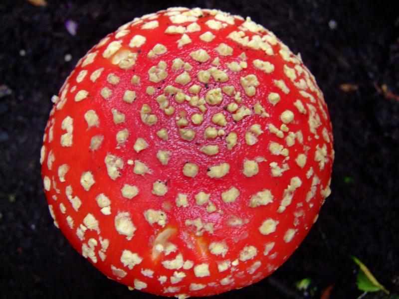 shroom-2006-10-22