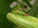 thing-on-lilly-2008-06-11a